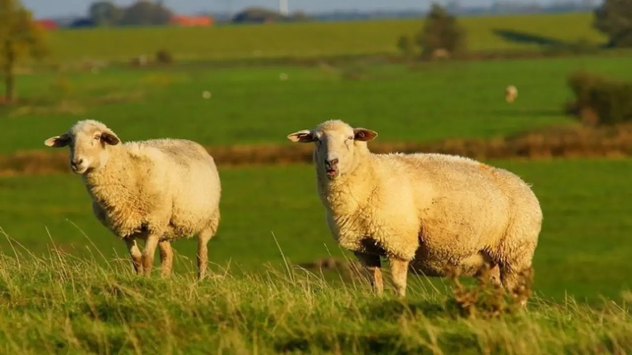 New Zealand: Land of Sheep - With 30 Million Sheep and a Human Population of Only 4.5 Million